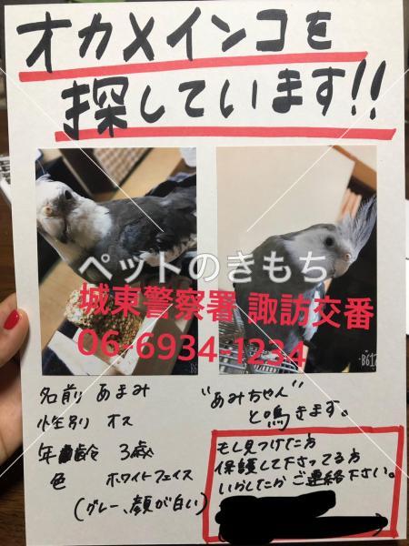 迷い鳥の写真