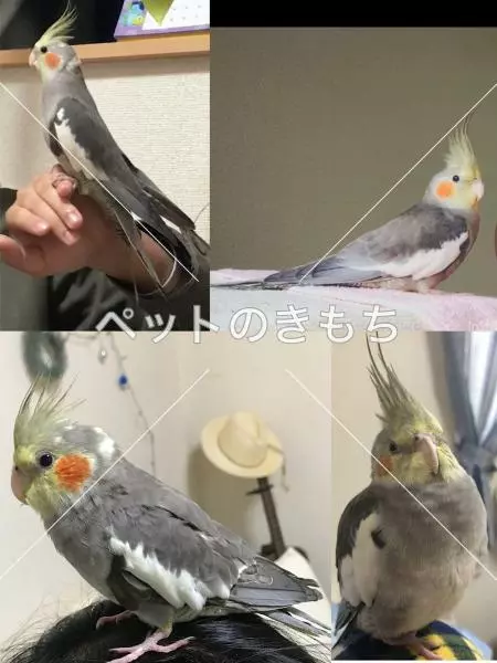 迷子鳥の画像
