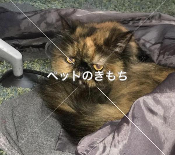 迷い猫の写真