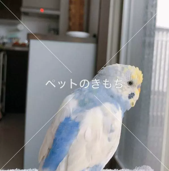 迷子鳥の画像