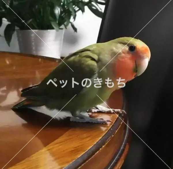 迷子鳥の画像