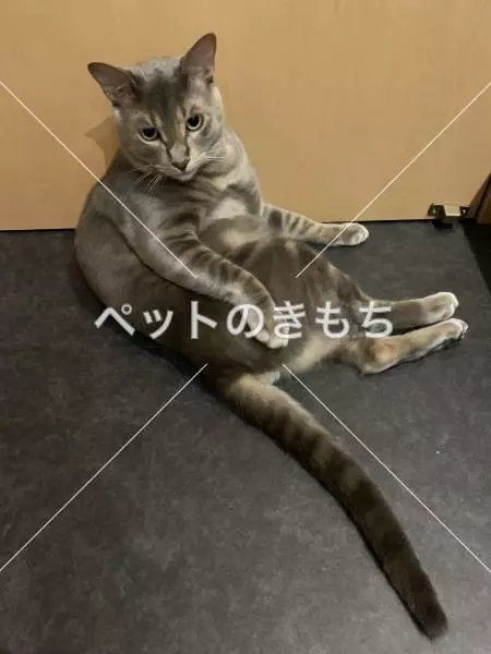 コメント投稿の画像