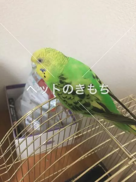 迷子鳥の画像
