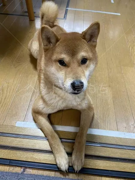 迷子犬の画像