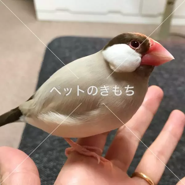迷子鳥の画像