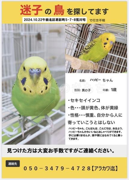 迷子鳥の画像