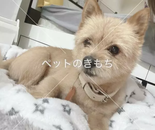 保護犬の画像