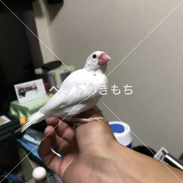 コメント投稿の画像