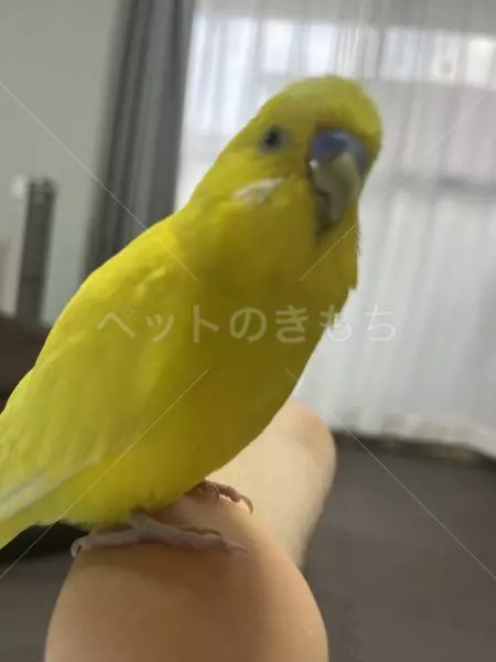 迷子鳥の画像