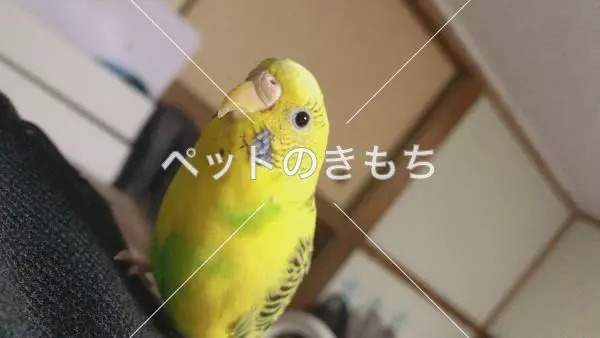 迷子鳥の画像