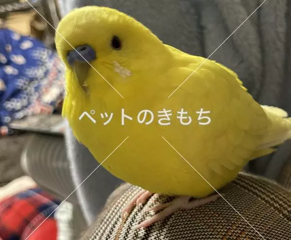 迷子鳥の画像