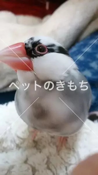 迷子鳥の画像