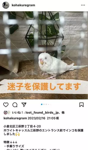 コメントの画像