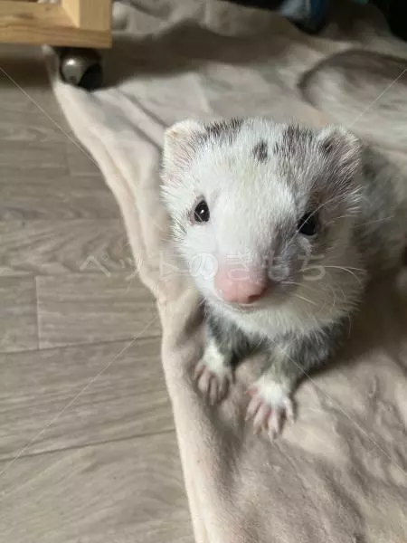 迷子ペットの画像