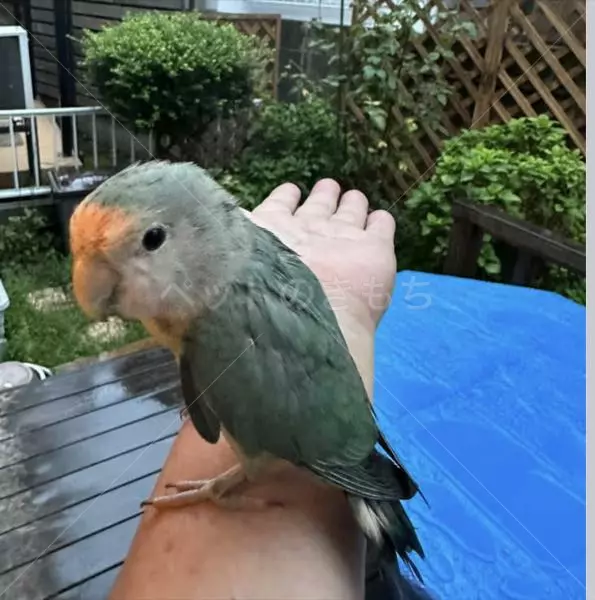 コメントの画像