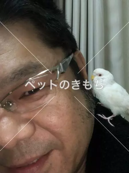 迷子鳥の画像