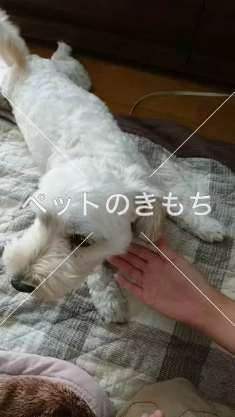 保護犬の画像
