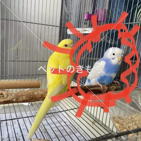 迷子鳥の画像