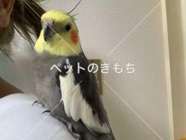 迷子鳥の画像