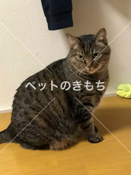 迷子猫の画像
