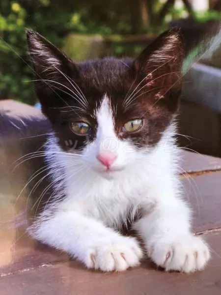 迷子猫の画像