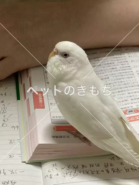 迷子鳥の画像