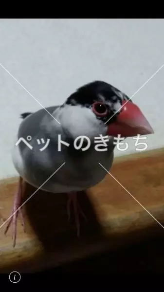 迷子鳥の画像