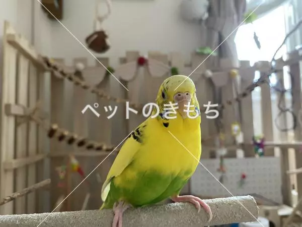 迷子鳥の画像