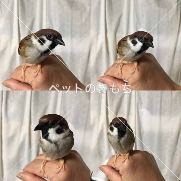 迷い鳥の写真
