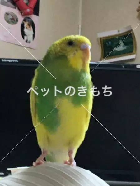 迷子鳥の画像