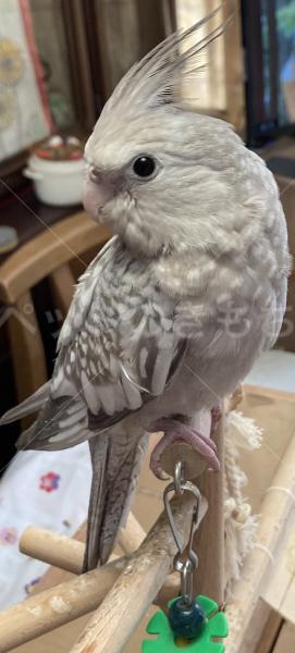 迷子鳥の画像