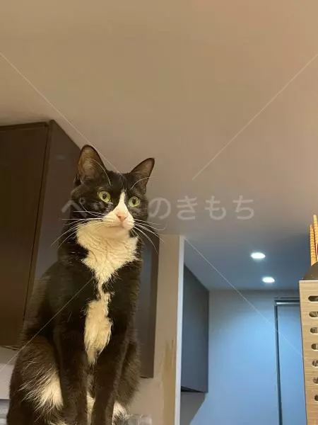 迷子猫の画像