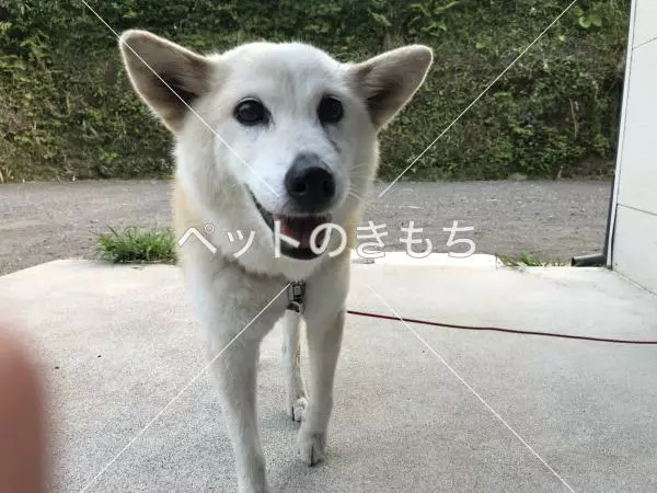 迷子犬の画像