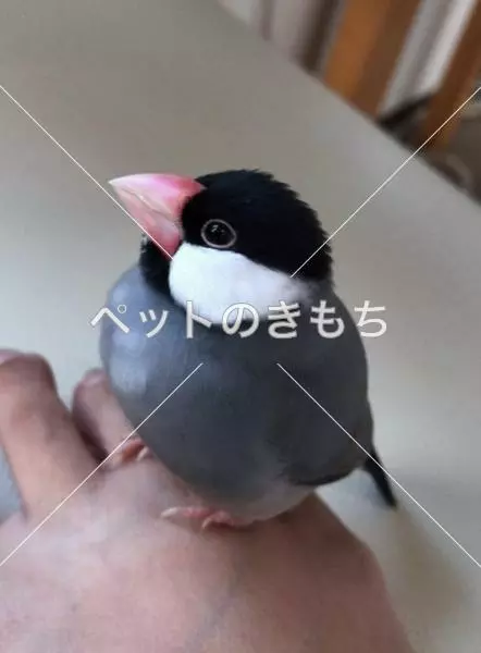迷子鳥の画像