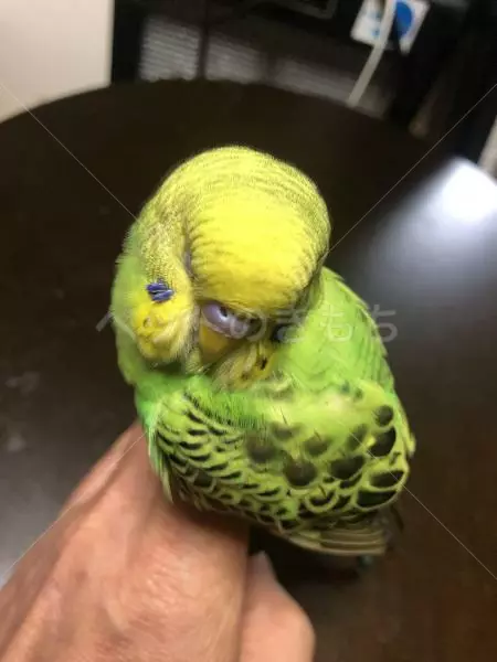 保護鳥の画像