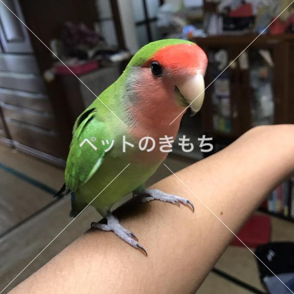 迷い鳥の写真
