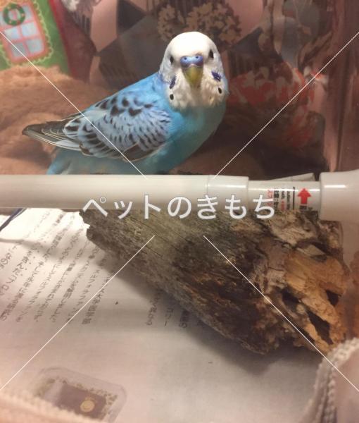 保護鳥の画像