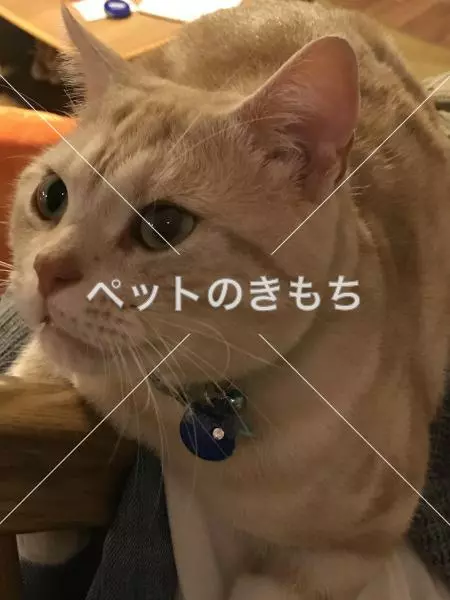 迷子猫の画像