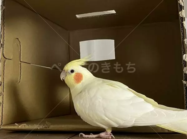 迷子鳥の画像