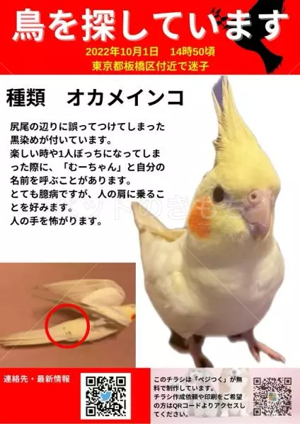 迷子鳥の画像