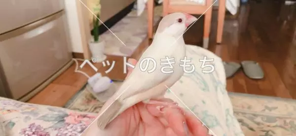 迷子鳥の画像