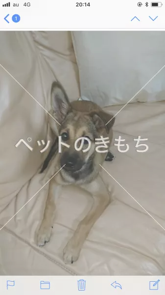 迷子犬の画像