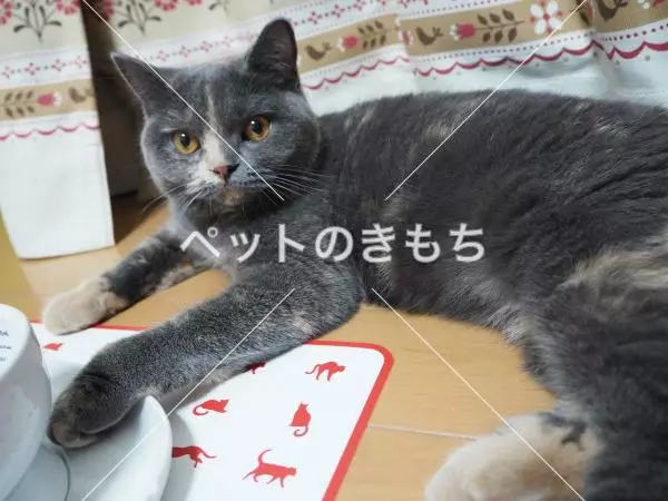 迷子猫の画像