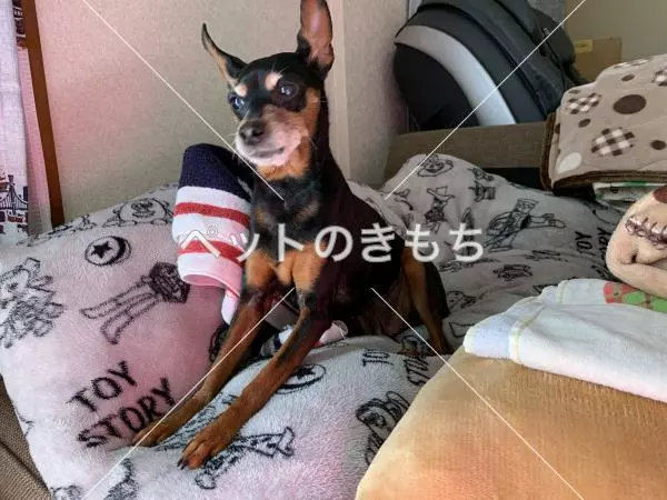 迷子犬の画像