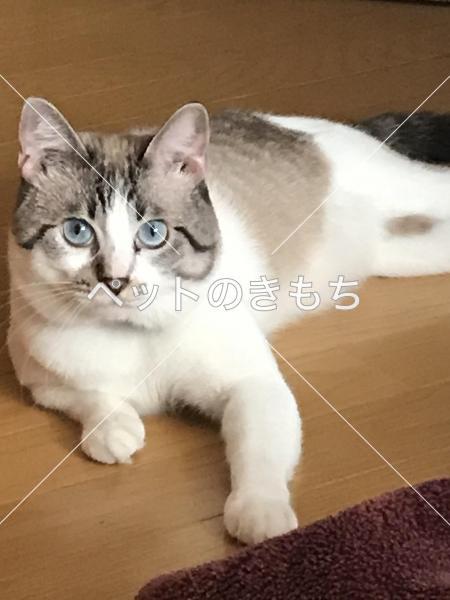 迷い猫の写真