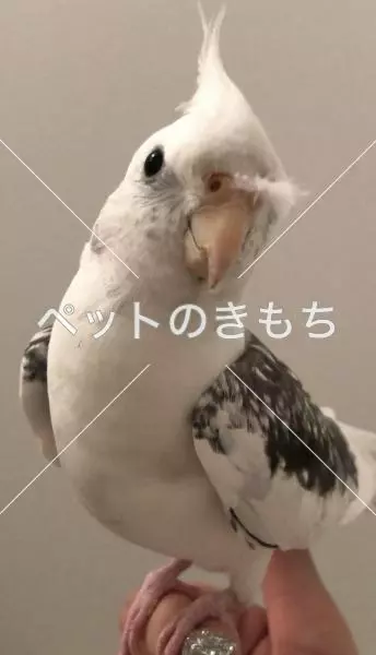 迷子鳥の画像