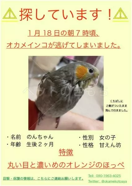 迷子鳥の画像