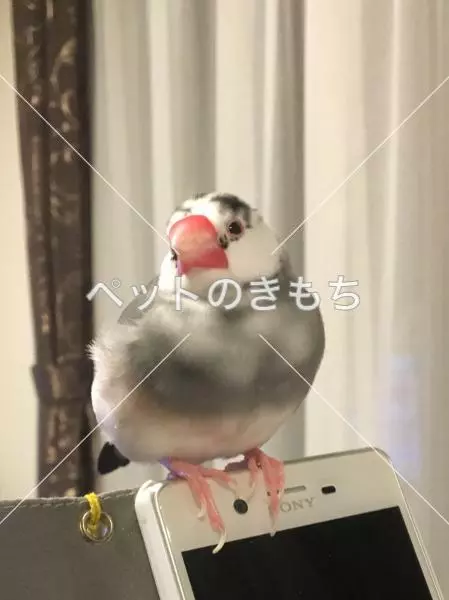 迷子鳥の画像