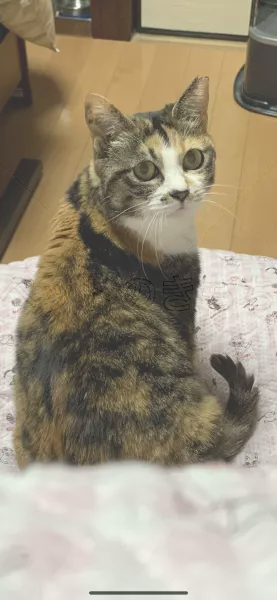 迷子猫の画像