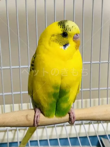 保護鳥の画像